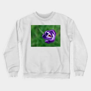 Single purple crocus Crewneck Sweatshirt